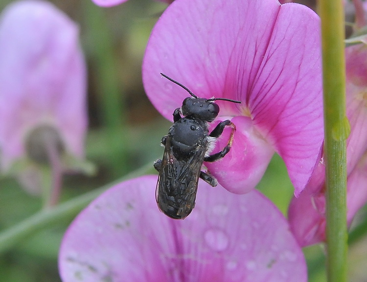 Un''insettuccio bagnato: Apidae Megachilinae:  cfr. Osmia sp.